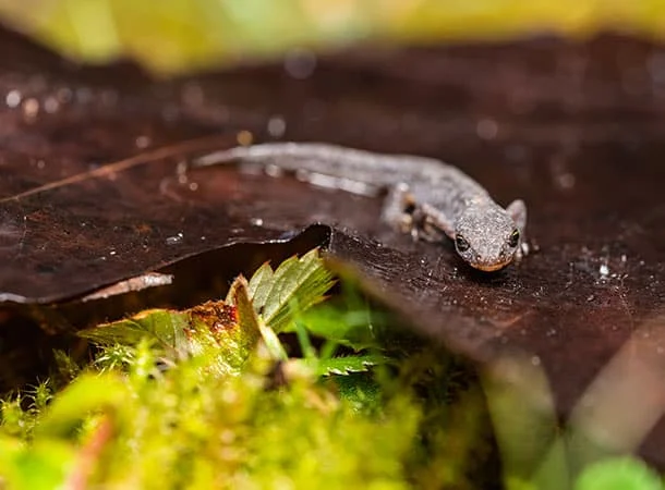 Great Crested Newt