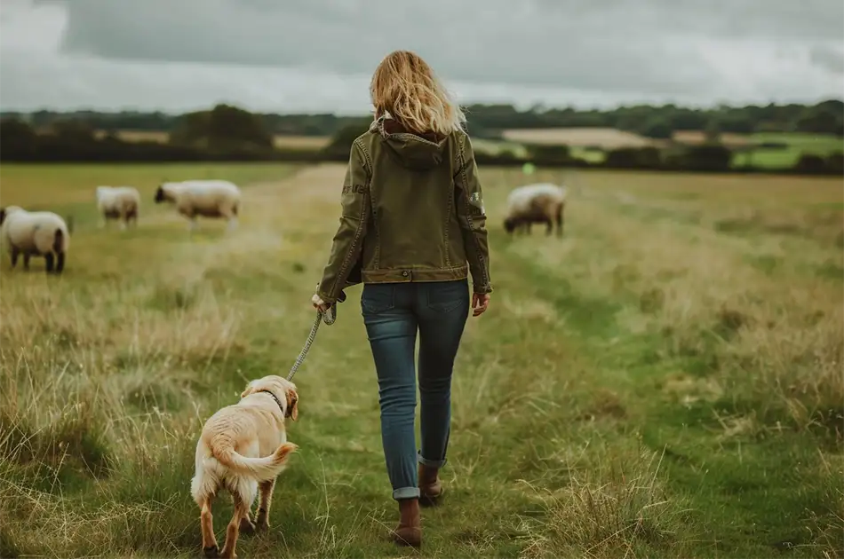 Sheep Labrador Dogs Hampshire County Council Promotes Safe Livestock Interactions in New ...