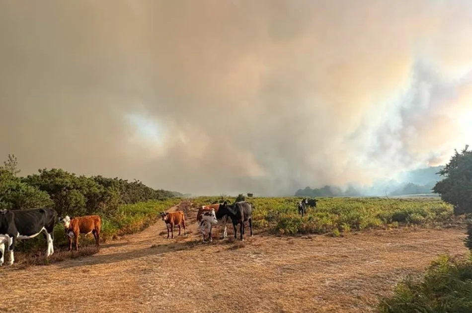 Cows and calves stand on a dirt path in a field, with thick smoke from a wildfire rising in the background under a hazy sky. Shrubs and greenery surround the scene.